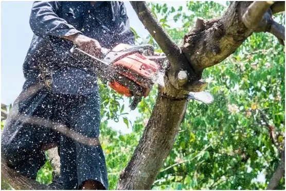 tree services Laurel Park